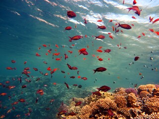 Red sea fish and coral reef with underwater sculpture