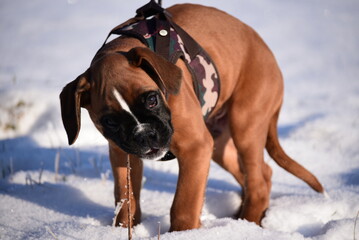 Deutscher Boxer im Schnee