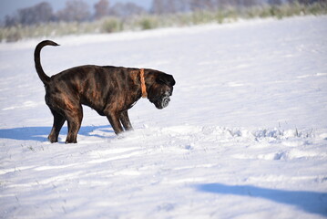 Deutscher Boxer im Schnee