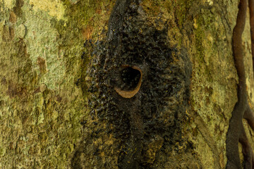 Stingless bees coming in and out beehive