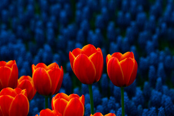 Orange tulips and hyacinths on the background. Spring blossom concept