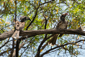Fototapeta na wymiar Calao à bec noir,. Lophoceros nasutus, African Grey Hornbill, Afrique du Sud