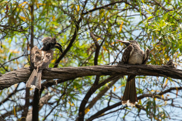 Calao à bec noir,. Lophoceros nasutus, African Grey Hornbill, Afrique du Sud