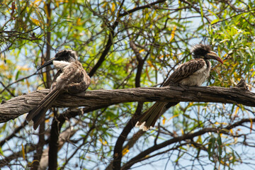 Calao à bec noir,. Lophoceros nasutus, African Grey Hornbill, Afrique du Sud