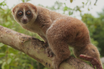 Slow Loris on the small tree