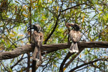 Calao à bec noir,. Lophoceros nasutus, African Grey Hornbill, Afrique du Sud