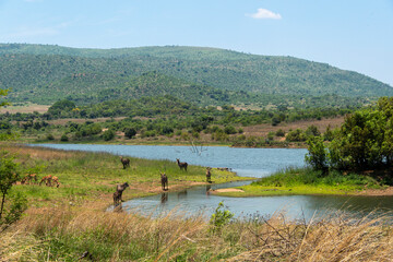 Cobe à croissant , Waterbuck,  Kobus ellipsiprymnus, Parc national du Pilanesberg, Afrique du Sud