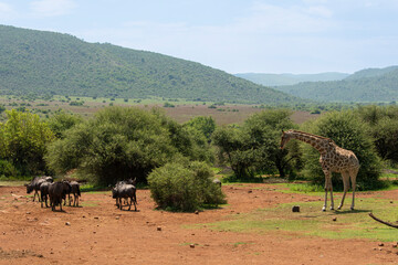 Gnou à queue noire, Connochaetes taurinus, , Girafe, Giraffa Camelopardalis , Parc national du Pilanesberg, Afrique du Sud