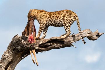 Léopard, Panthère, Panthera pardus, Afrique du Sud