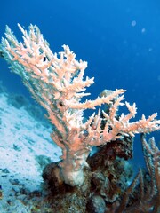 Fototapeta na wymiar Red Sea Hard coral reef