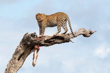 Léopard, Panthère, Panthera pardus, Afrique du Sud