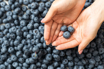 large blueberry in female hands