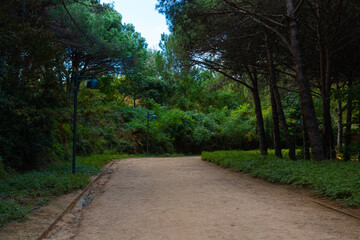Hiking or jogging trail in the forest. Healthy lifestyle concept photo