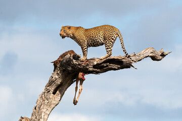 Léopard, Panthère, Panthera pardus, Afrique du Sud