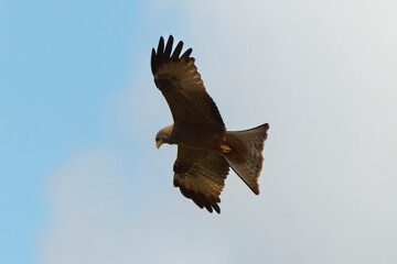 Milan noir, .Milvus migrans, Black Kite