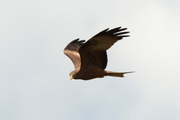 Milan noir, .Milvus migrans, Black Kite