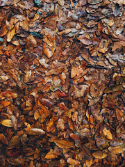 Various brown autumn leaves on the ground as seasonal foliage background, top view