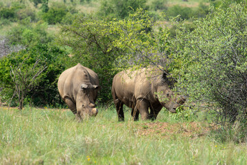 Fototapeta premium Rhinocéros blanc, white rhino, Ceratotherium simum, Parc national Pilanesberg, Afrique du Sud