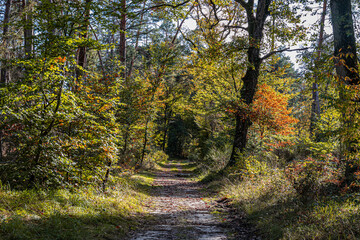 autumn in the forest
