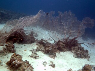 Red sea Soft coral reef