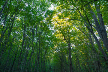 Tall trees in the forest. Lush forest background. Carbon net zero concept