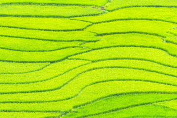 Vivid green rice terraces on a hillside at Ta Van in Vietnam