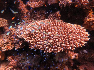 Red Sea Hard coral reef