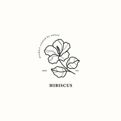 Line art hibiscus flower illustration © Maria