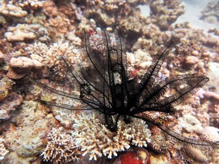 Feather star of red sea