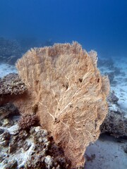 red sea soft coral reef