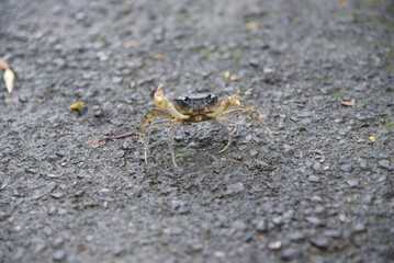 A crab walking by a mountain stream