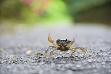 A crab walking by a mountain stream