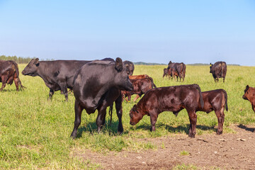 Black angus cows with calves graze in the meadow.