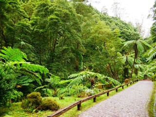 Forêt tropicale de la caldeira Velha sur l'île de Sao Miguel dans l'archipel des Açores au...