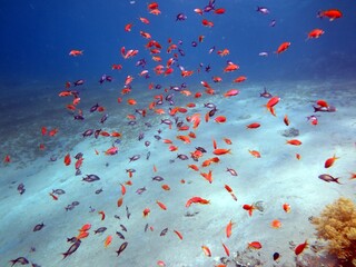 Red Sea fish and coral reef © Ayman