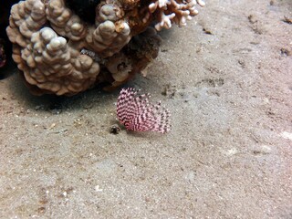 Feather star of red sea