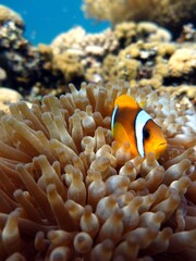 Fototapeta na wymiar Clown fish in red sea aquarium
