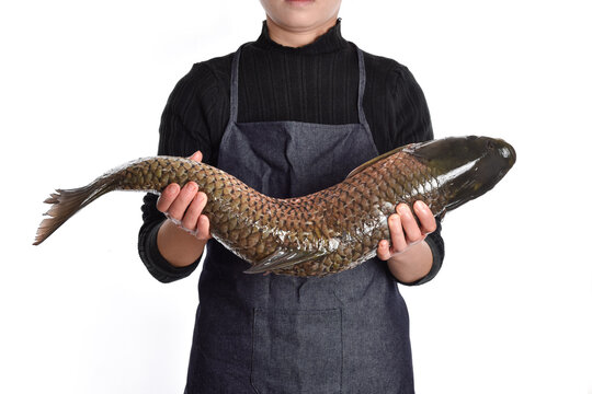 A female holding a big giant grass carp fish in hand on white background