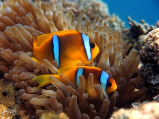Fototapeta na wymiar Clown fish in red sea aquarium