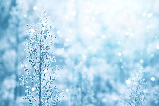 Frozen ice covered plants in hoarfrost with light bokeh. Gentle winter background with sun flare. Winter natural plant background in cold blue tones. Selective focus