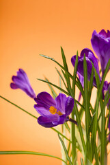 Fototapeta premium bright purple crocuses spring flowers on orange background
