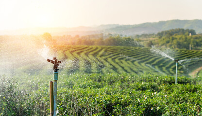 working organic farm and green tea plantation sprinkler system. leafy green tea that is new....