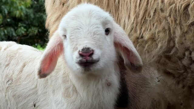 Cute little lamb portrait standing next to mother sheep