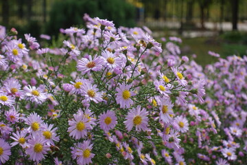Bushy aster with numerous light pink flowers in October