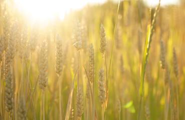 Fototapeta premium Wheat field. Ears of golden wheat close up. Beautiful nature sunset landscape. Rural landscape under bright sunlight. Background of ripening ears of meadow wheat field. Rich harvest concept