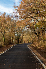 autumn in the park