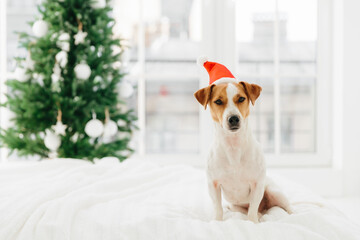 Jack Russell terrier dog wears Santa Claus hat, poses on white bed in spacious bedroom against big window and decorated Christmas tree. Winter holidays concept.