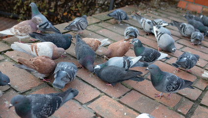 Pigeons, doves - flock of birds on the old ramparts, Poznan, Poland.