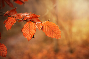 Branch with colorful yellowed leaves against the backdrop of an autumn forest