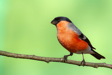 Bird - male Bulfinch on green background, wildlife Poland Europe